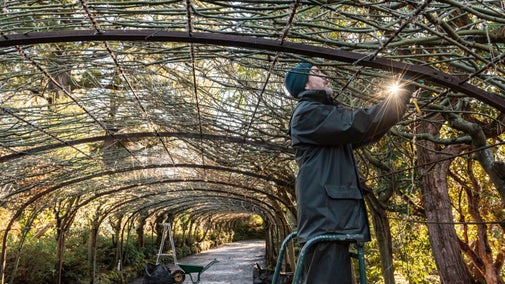 A gardener at work on the Laburnum Arch in January at Bodnant Garden, Conwy